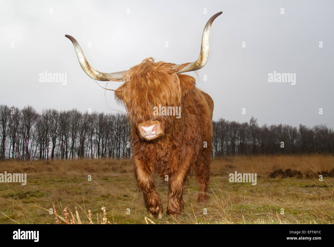 Highland cow with long horns on a heath in winter Stock Photo