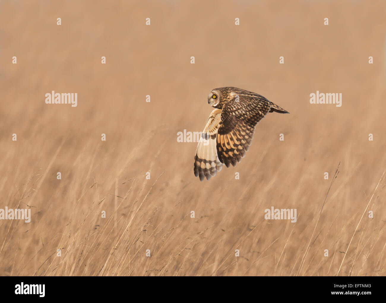 Wild Short Eared Owl Asio Flammeus hunting over rough grasslands in Gloucestershire Stock Photo