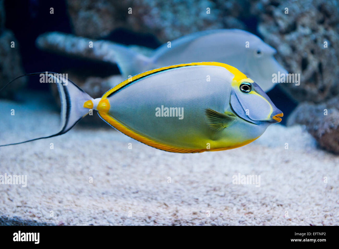Naso lituratus - barcheek unicornfish - saltwater fish Stock Photo