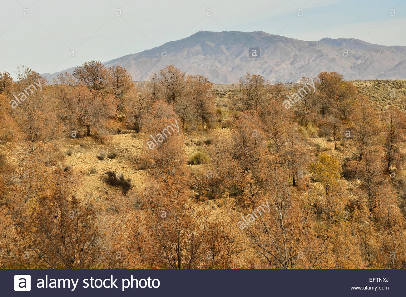 Drying Pine Trees On Slopes High Resolution Stock Photography and