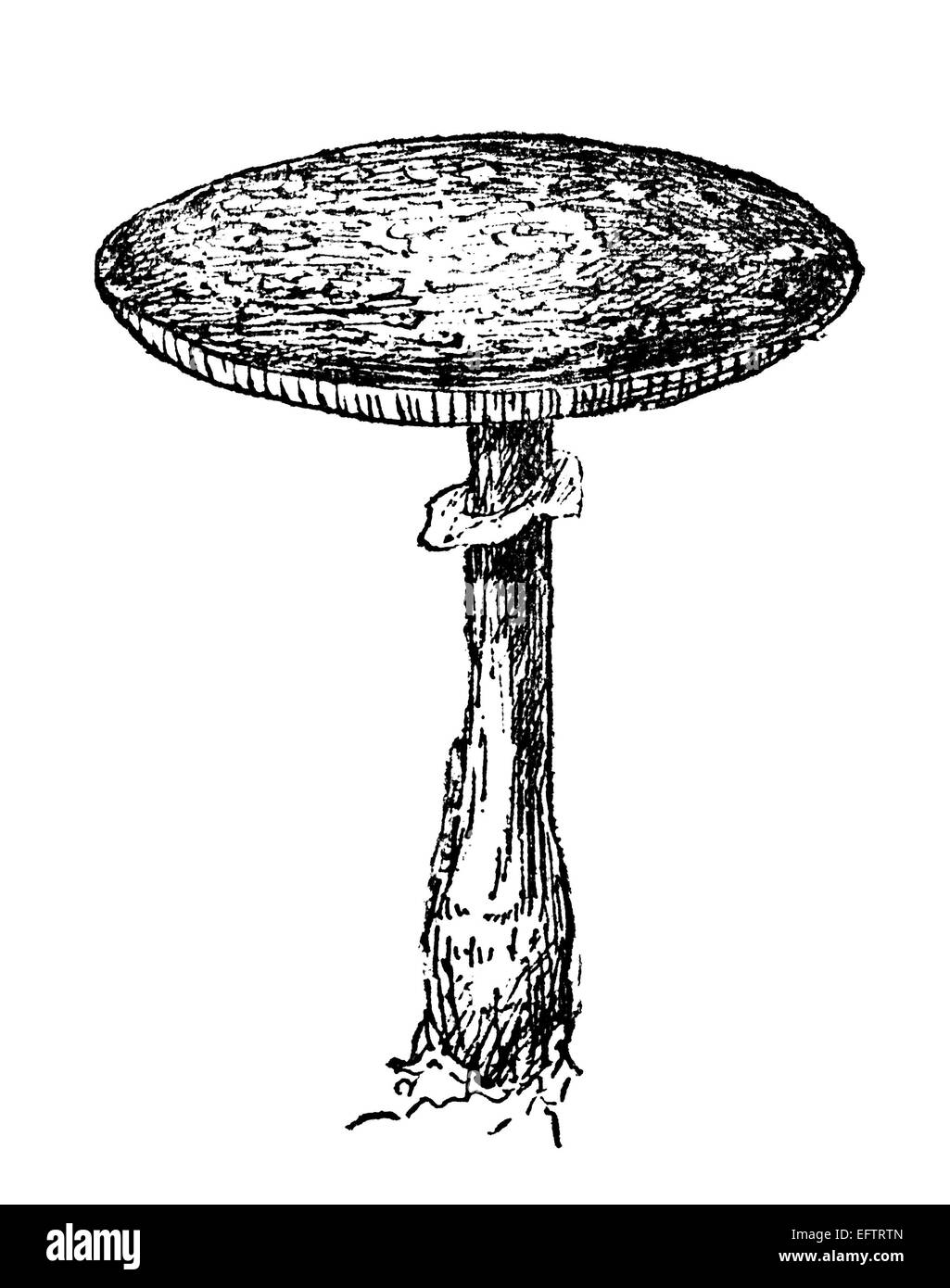 Victorian engraving of a mushroom. Digitally restored image from a mid ...