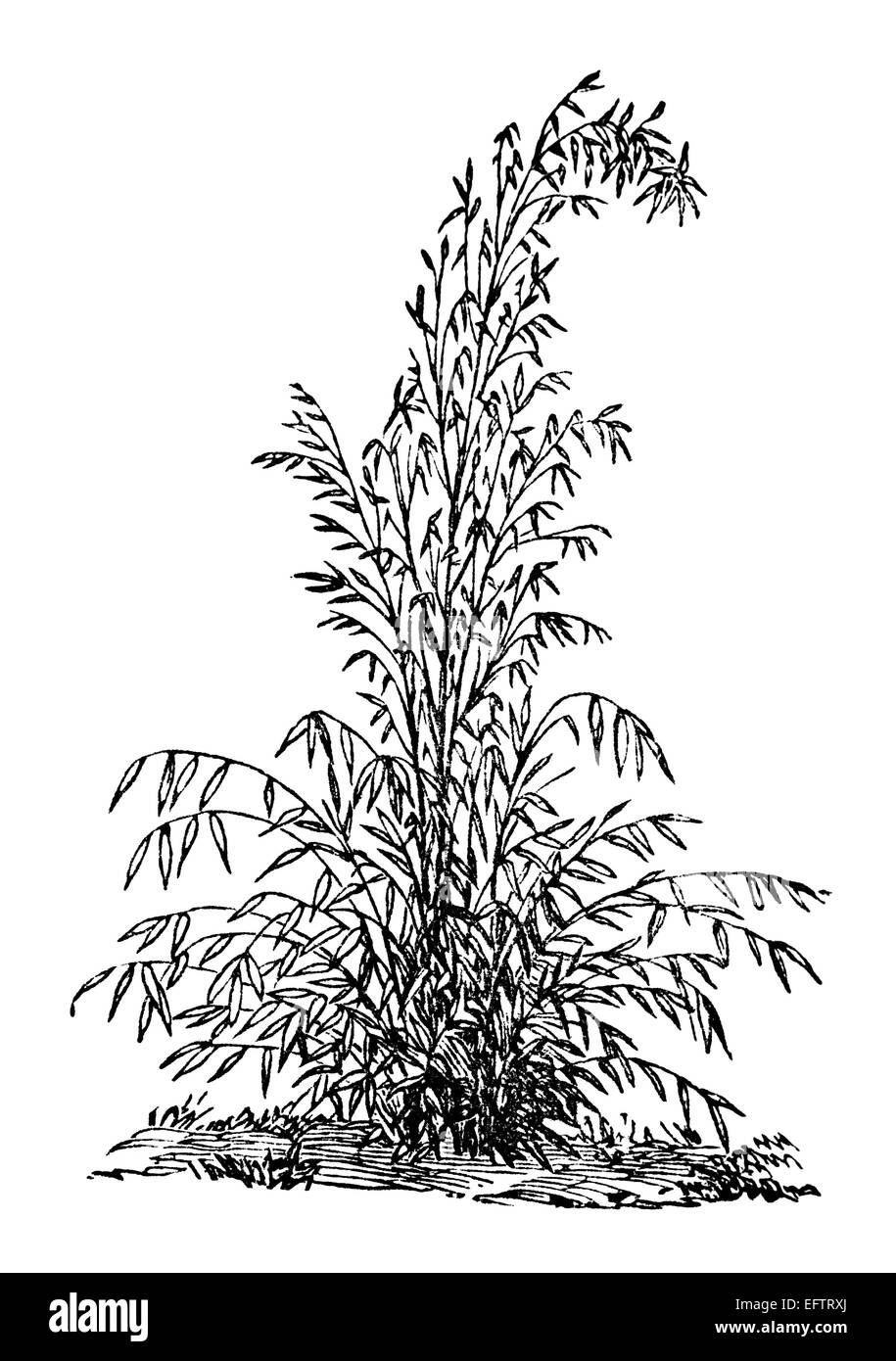 Victorian engraving of a bamboo plant. Digitally restored image from a