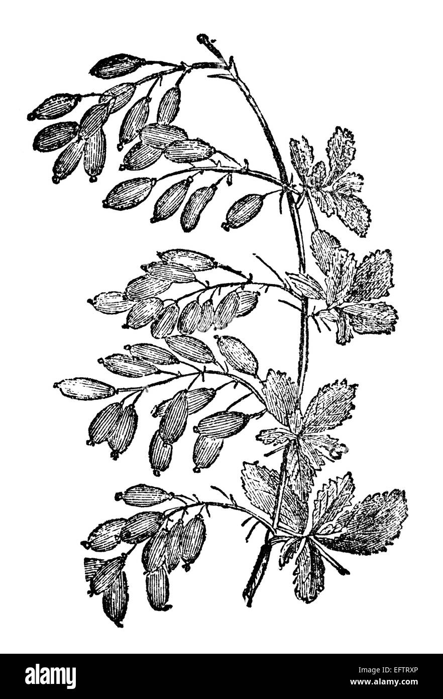 Victorian shrub Black and White Stock Photos & Images - Alamy