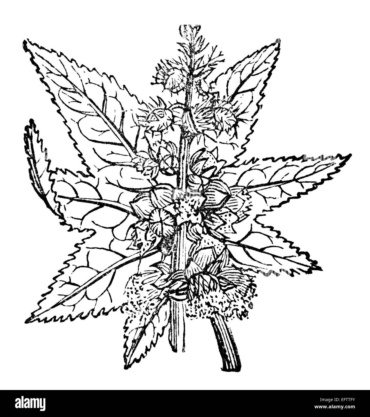 Victorian Engraving Of A Castor Oil Plant Digitally Restored Image 
