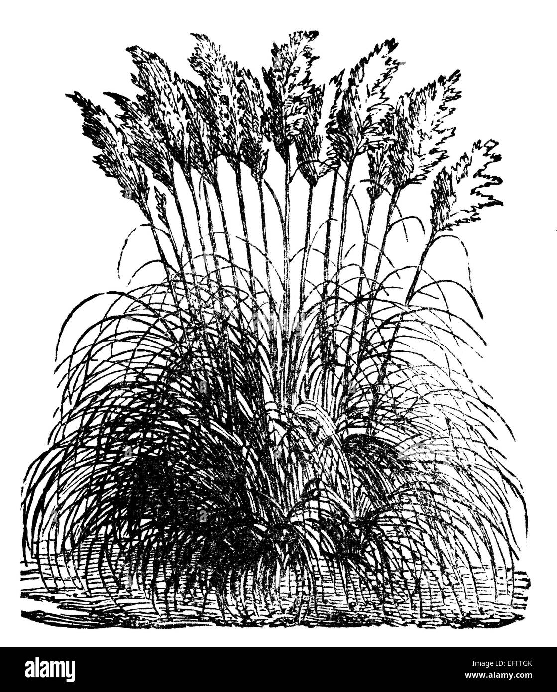 Pampas grass field hires stock photography and images Alamy