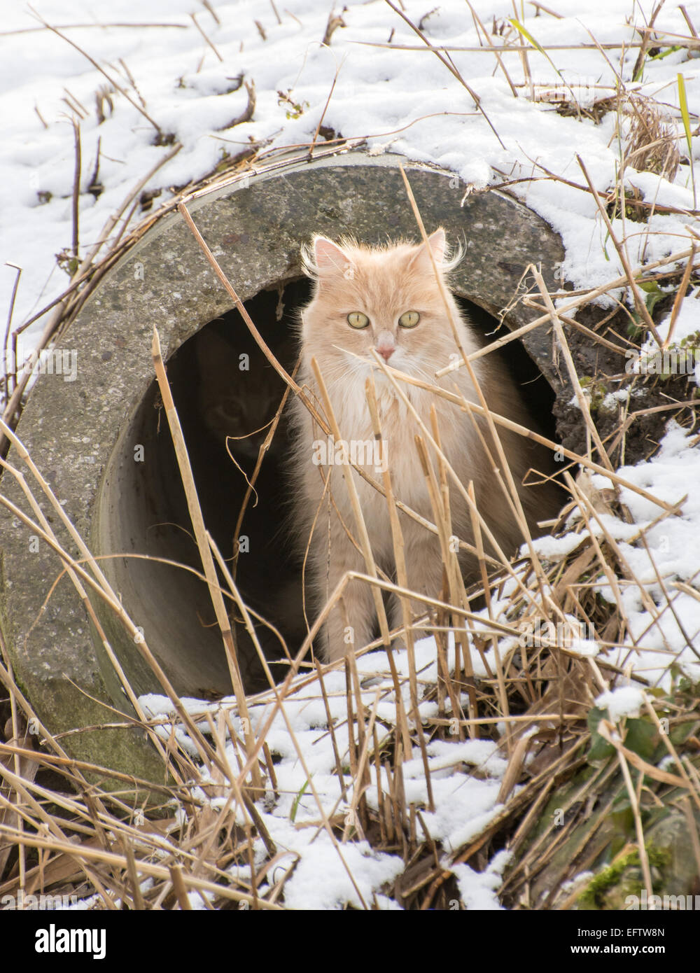Cat in a drain hires stock photography and images Alamy