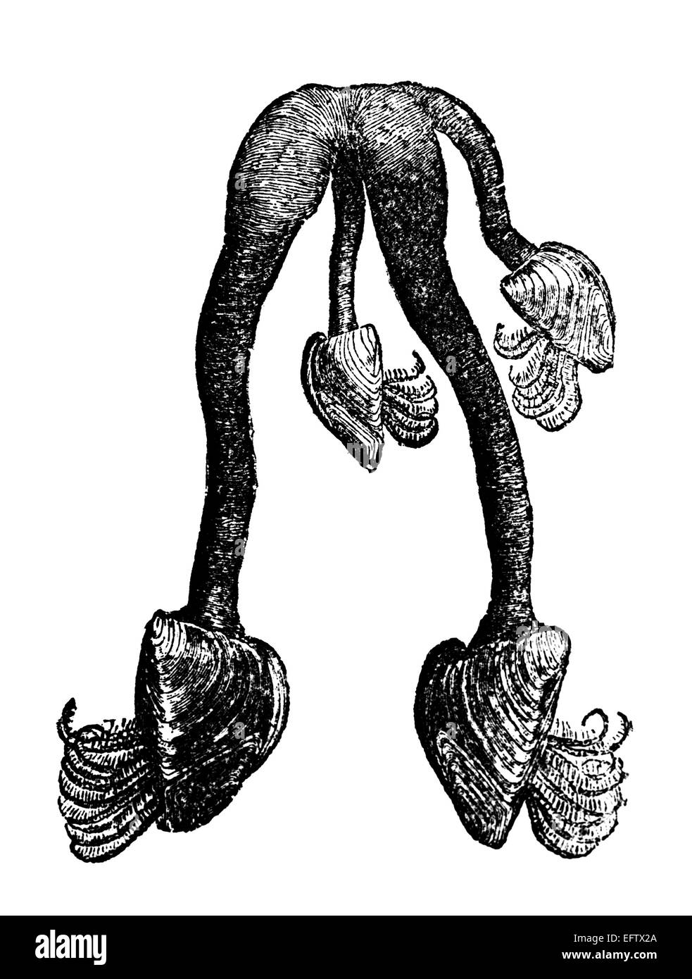 Victorian engraving of a barnacle. Digitally restored image from a mid