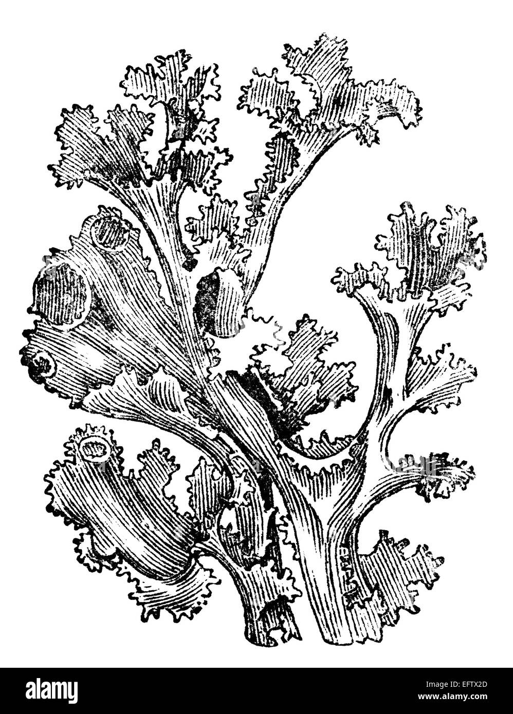 Victorian engraving of Iceland moss. Digitally restored image from a mid-19th century Encyclopaedia. Stock Photo