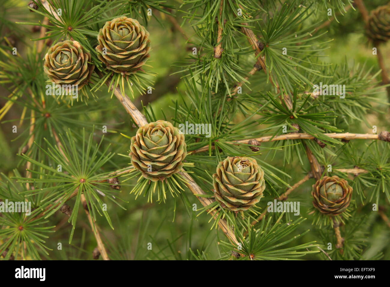 larch cones branch Stock Photo Alamy