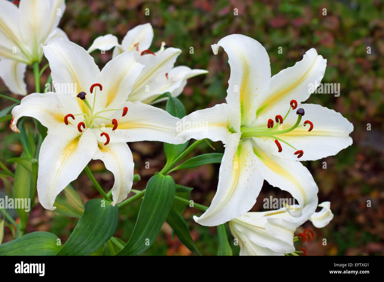 white lilies in a garden Stock Photo Alamy