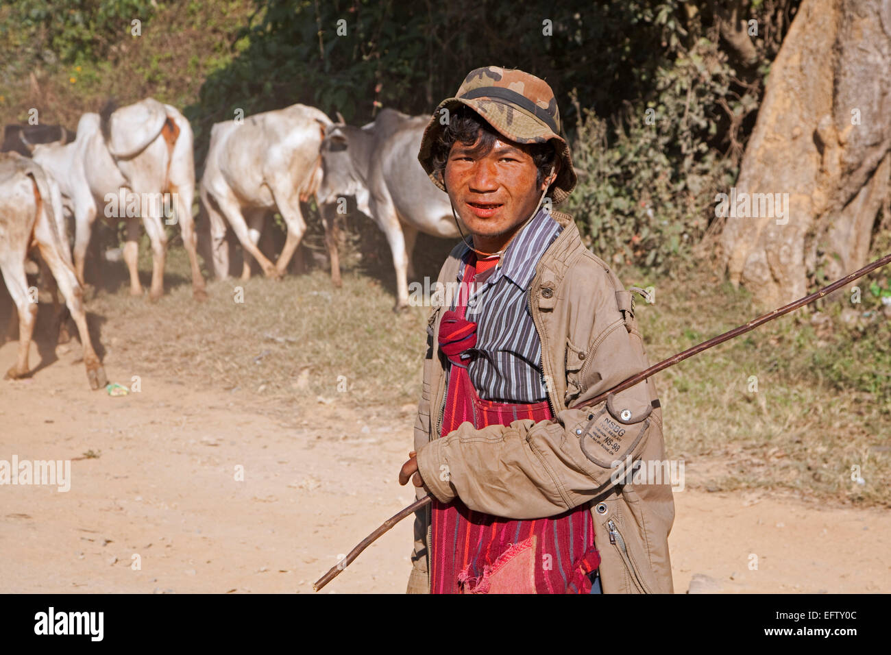Burmese herder herding cows along road, Taunggyi District, Shan State, Myanmar / Burma Stock Photo