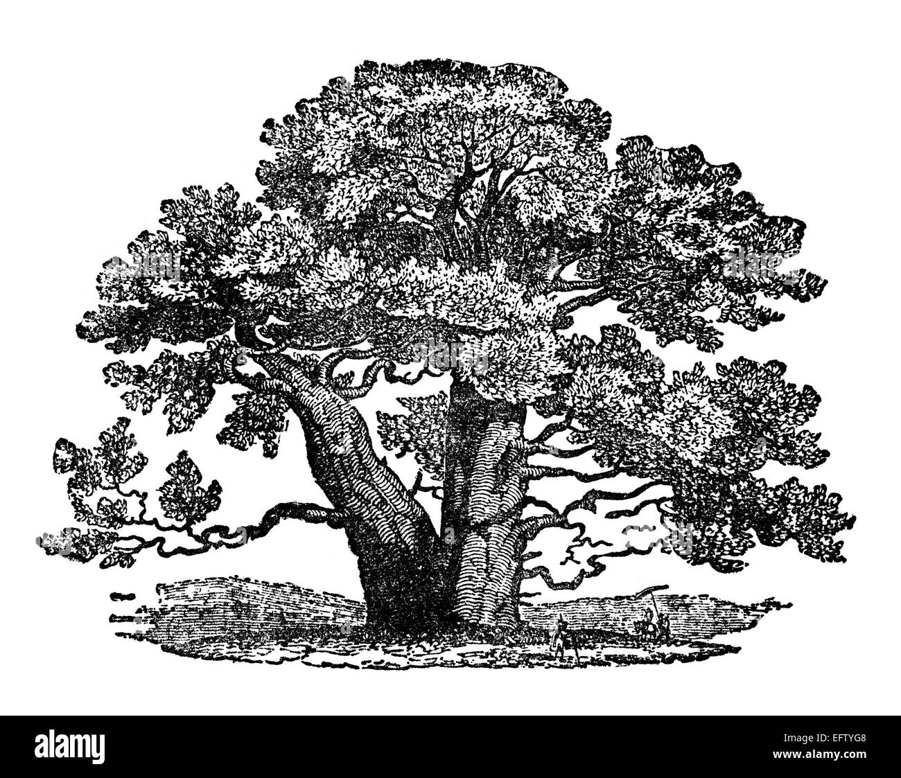 Victorian engraving of a baobab tree. Digitally restored image from a mid-19th century Encyclopaedia. Stock Photo