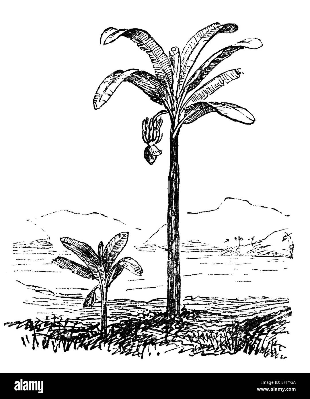 Banana Trees Drawing