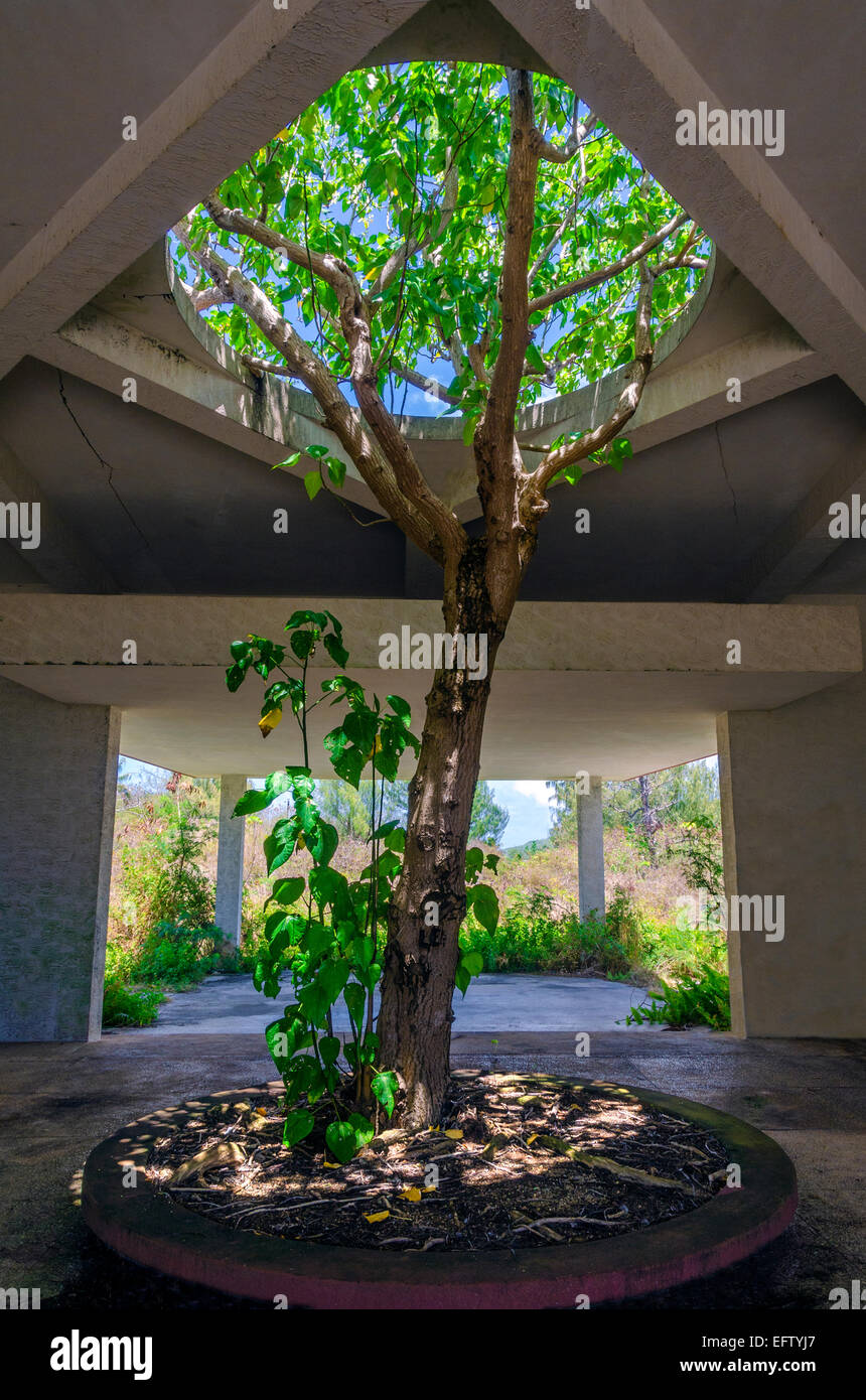 Tree growing through roof hires stock photography and images Alamy