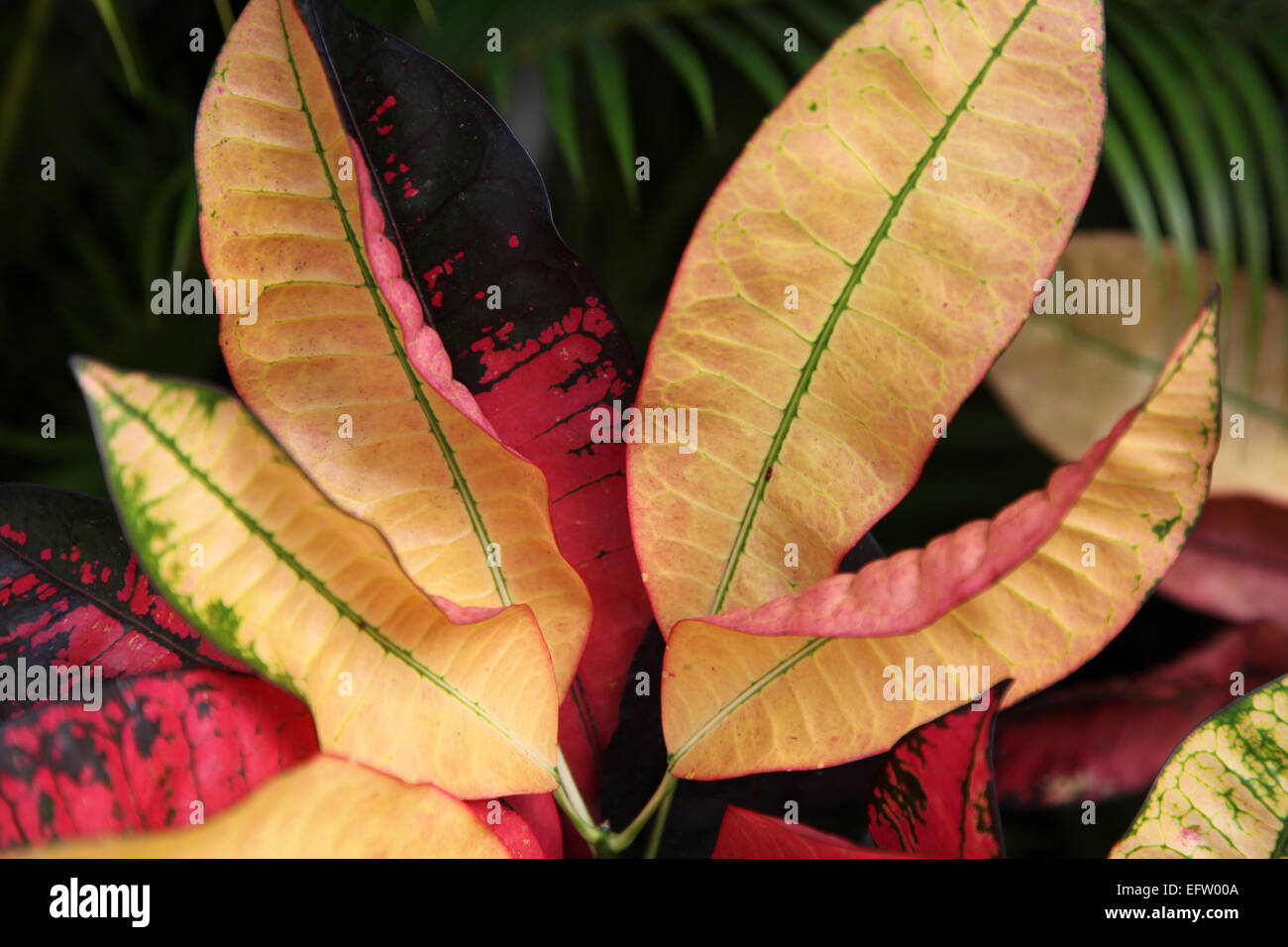 A colorful, Caribbean shrub with leaves of many colors including cream, pink, red, black, yellow and green Stock Photo