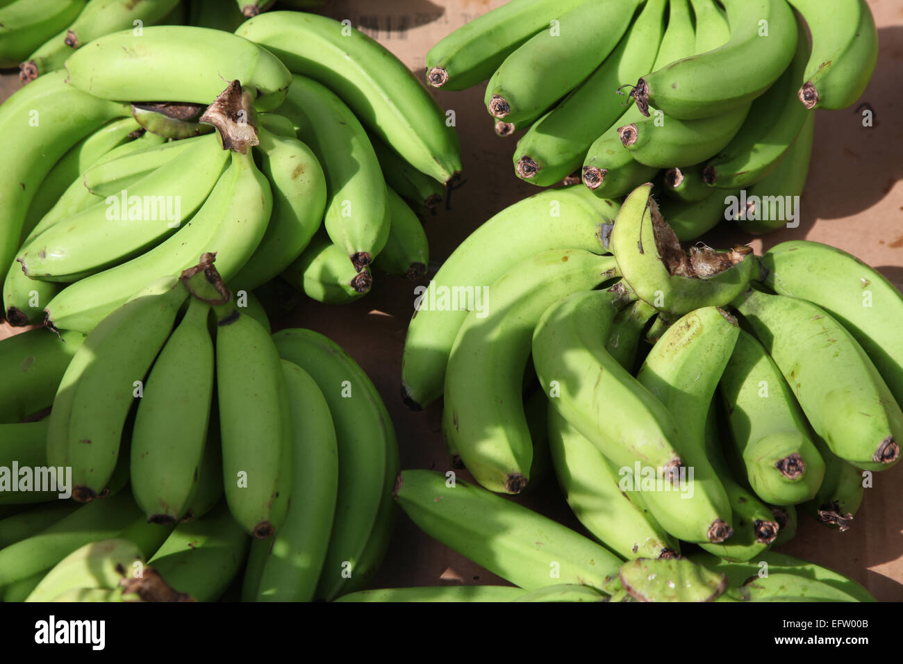 Bunches of green plantains, a relative of the banana but eaten as a vegetable after cooking Stock Photo