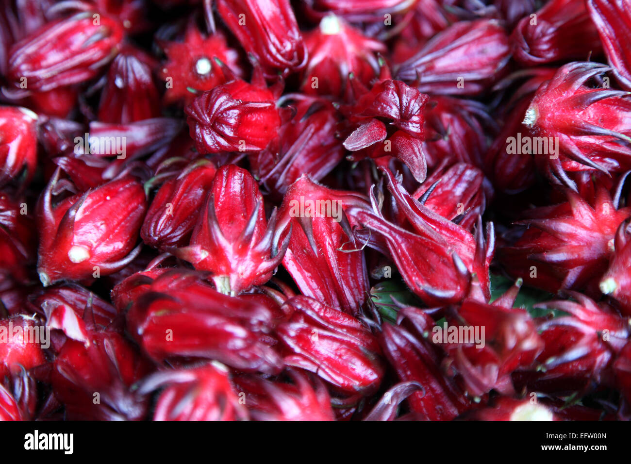 A close view of Sorrel or Rosella fruits on a market stall. It is used in the Caribbean to make a beverage. Stock Photo