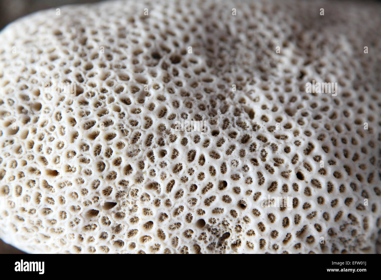 A close up of the skeleton of a Brain Coral Stock Photo