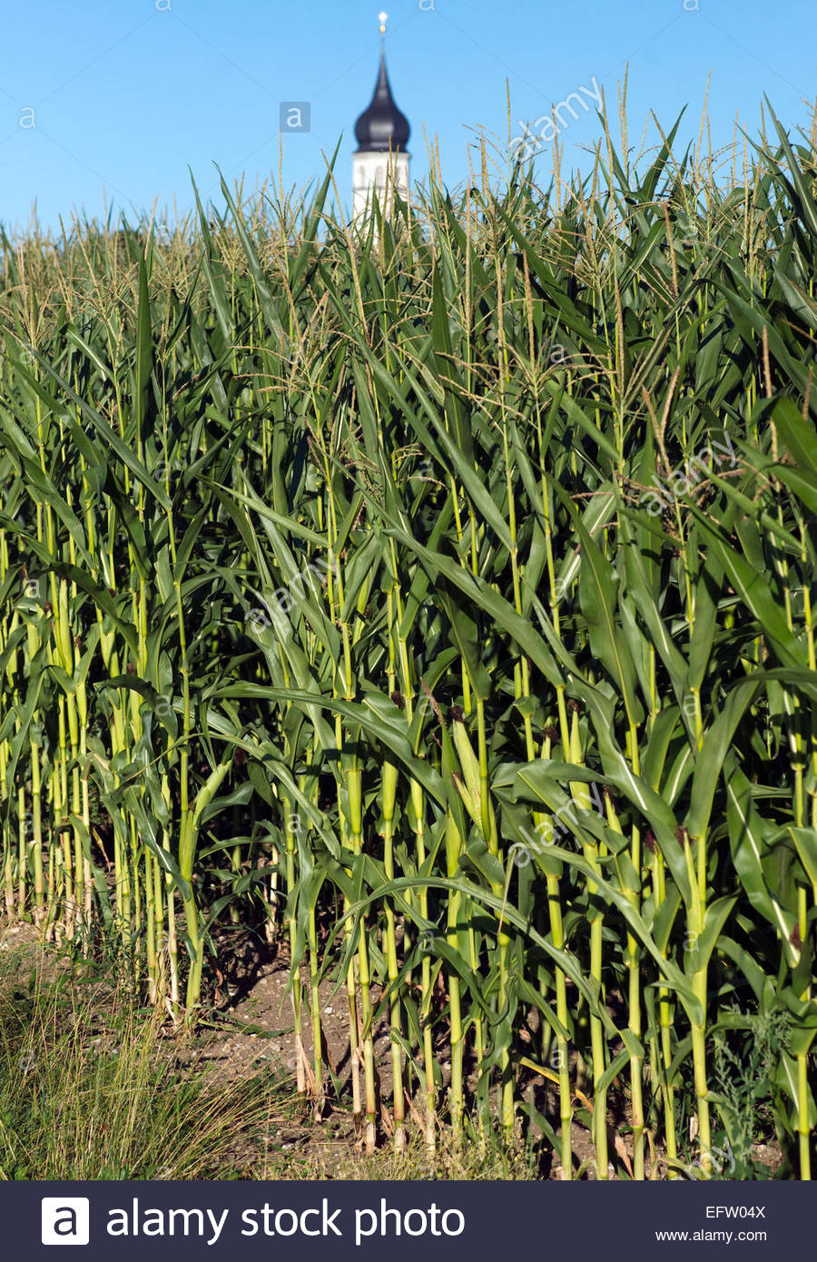 Growing Sweet Corn From Sowing To Harvest