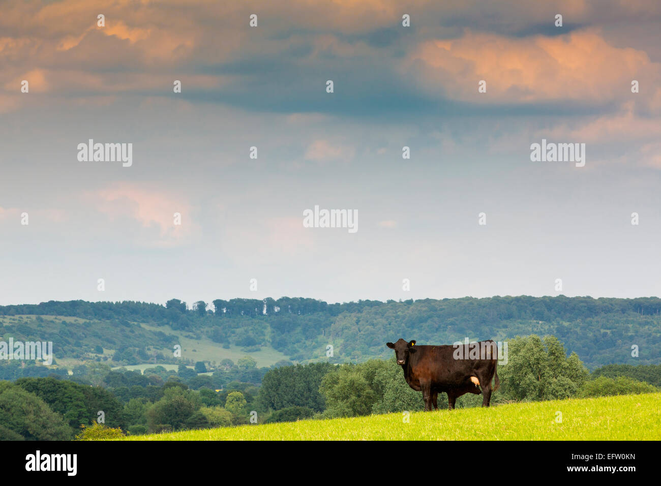Portrait of wow and calf in rural field below the Chilterns, Oxfordshire, UK Stock Photo
