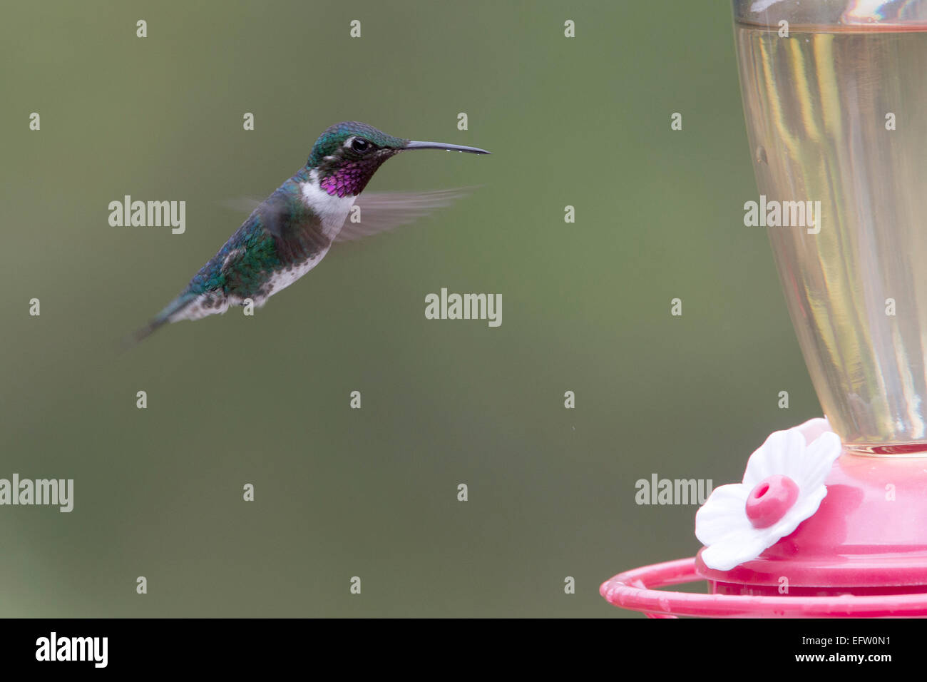 White-bellied Woodstar, male hovering in front of a sugar feeder, Bogota, Colombia. Stock Photo