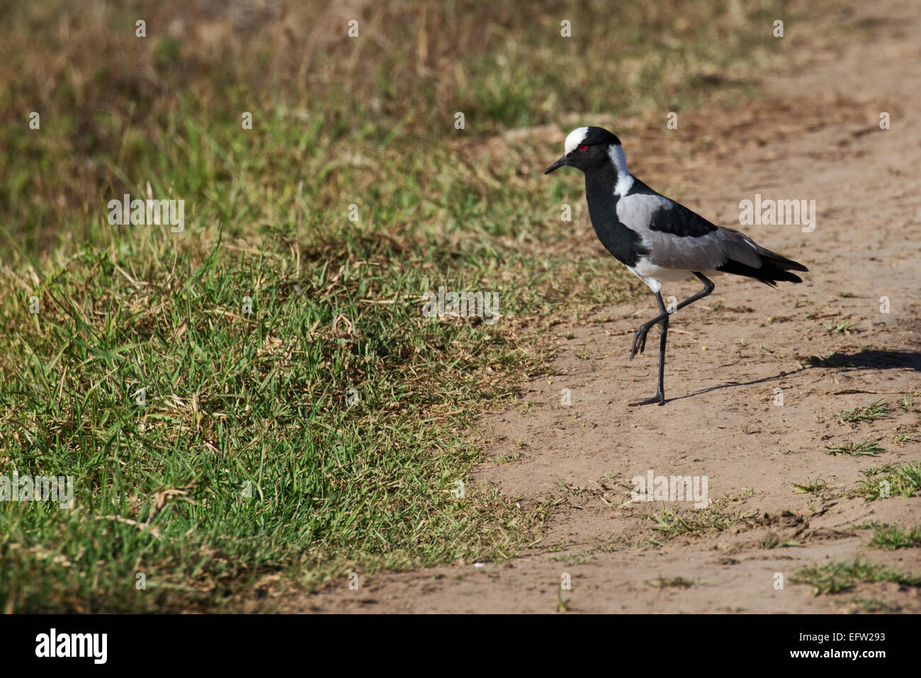 Blacksmith Lapwing (Vanellus armatus Stock Photo Alamy