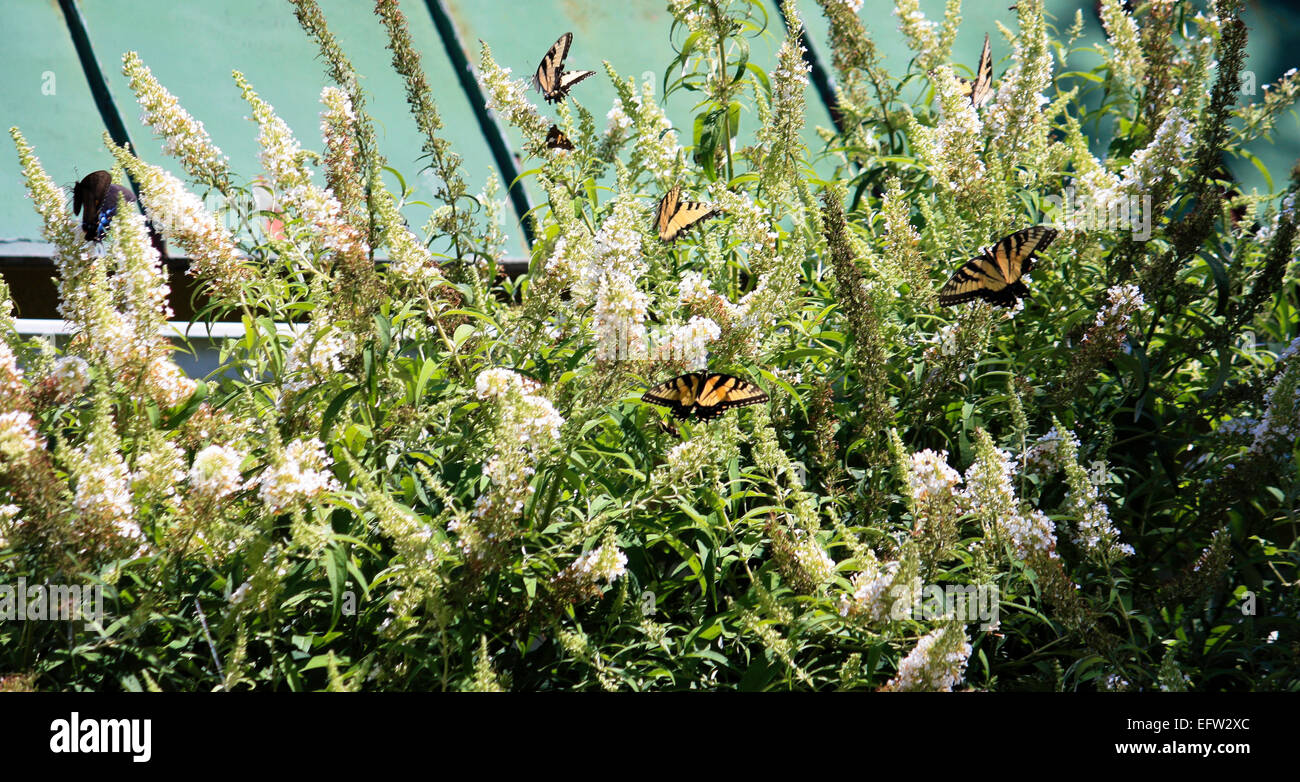 Butterfly roof hires stock photography and images Alamy