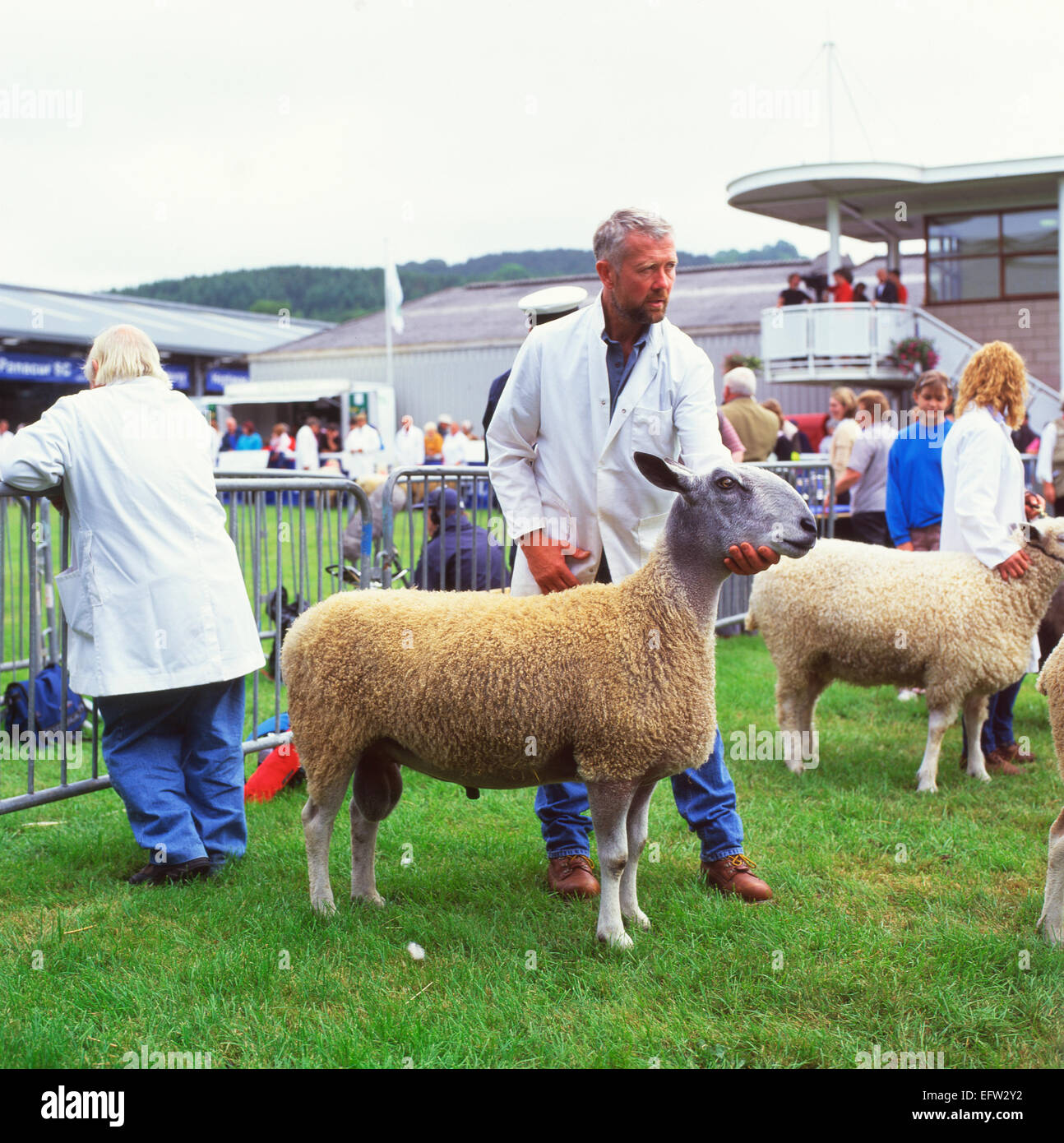 Farmer showing Blue Faced Leicester ram at the Royal Welsh Show in Builth Wells, Powys, Wales UK  KATHY DEWITT Stock Photo