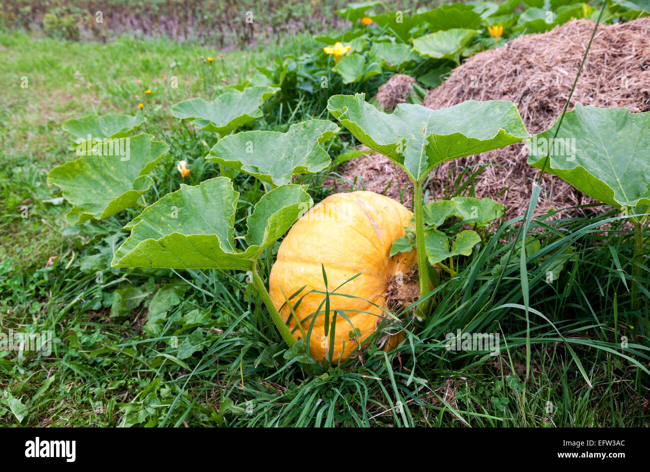 Orange pumpkin growing on the vegetable patch Stock Photo - Alamy