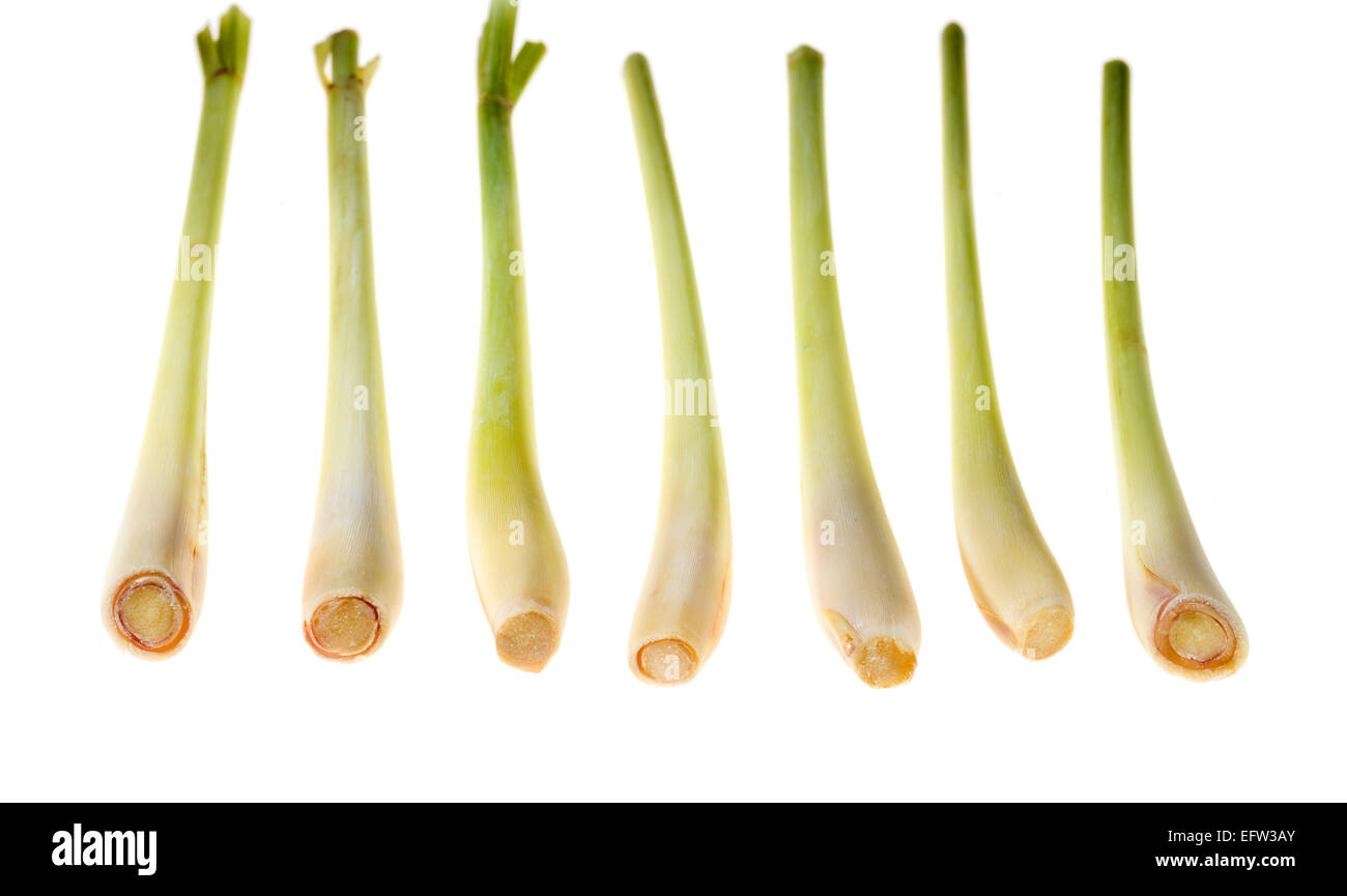 lemon grass bunch fresh green scented spice herbal ingredient ingredients flavor flavor asia