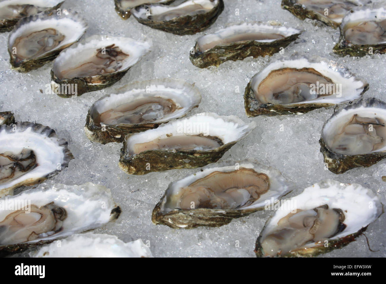 Oyster festival wellfleet hires stock photography and images Alamy