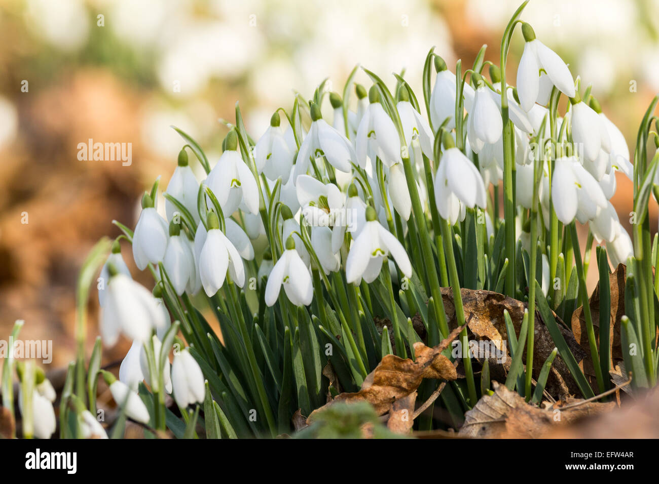 Clump of snowdrops on a sunny spring day, heralds of spring. Stock Photo