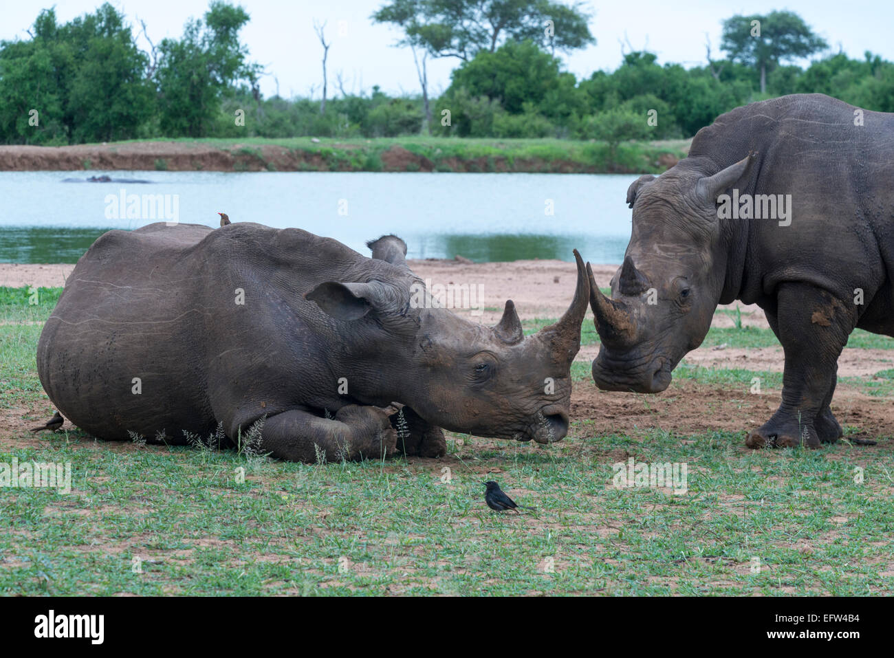 Two White rhinoceros, (Ceratotherium simum) head to head, one lying about dozing, Hlane Royal National Park, Swaziland Stock Photo