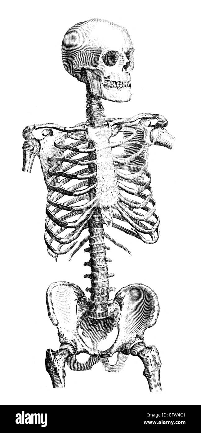Victorian engraving of a human skeleton. Digitally restored image from a mid-19th century Encyclopaedia. Stock Photo