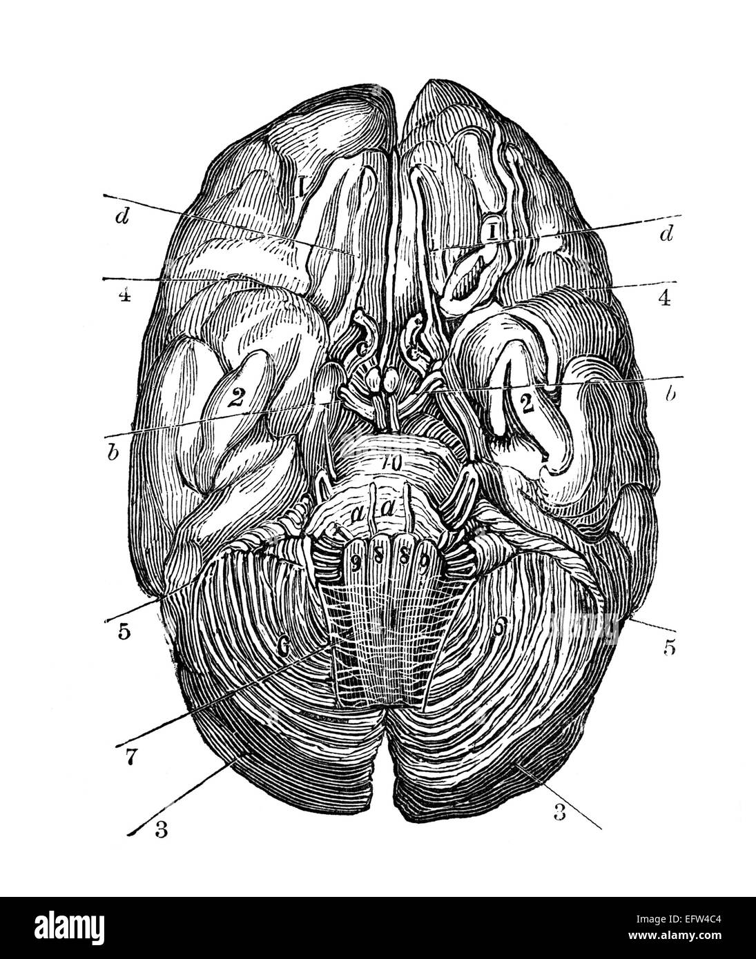 Drawing of the brain Black and White Stock Photos & Images - Alamy