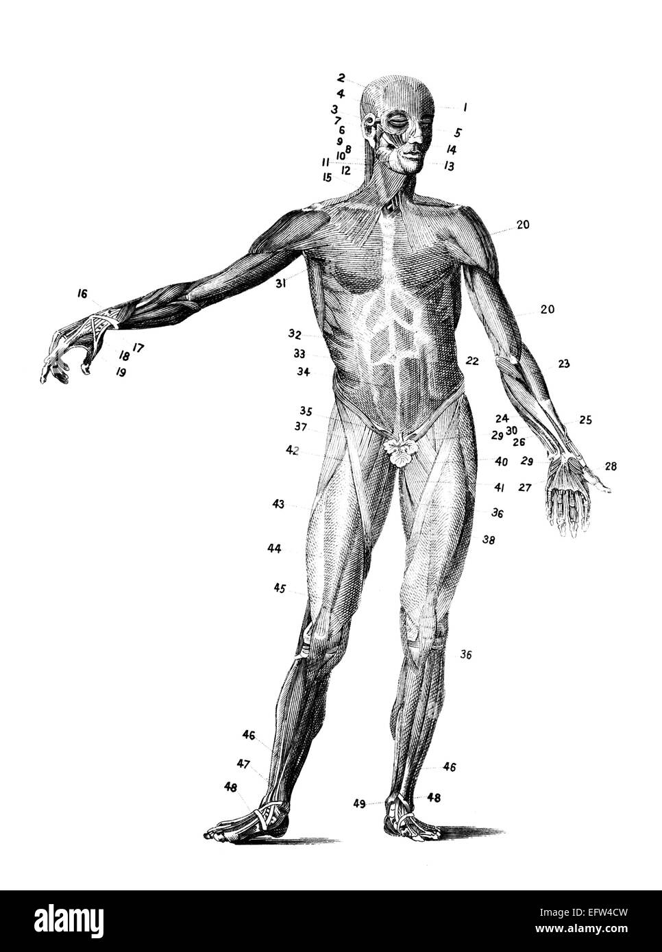 Human body muscles diagram hi-res stock photography and images - Alamy