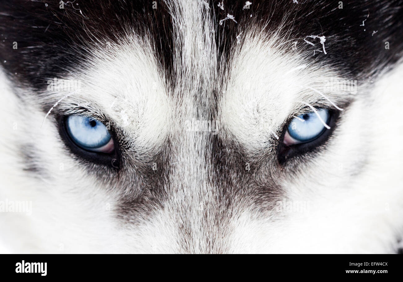 arctic wolf pup with blue eyes