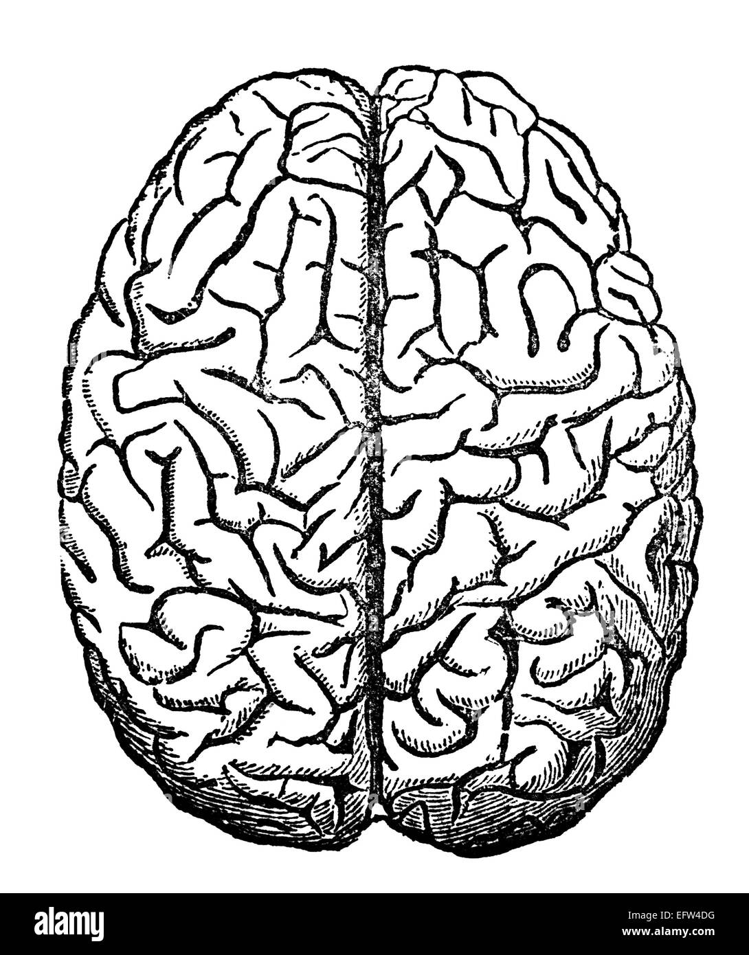 Victorian engraving of the human brain. Digitally restored image from a mid-19th century Encyclopaedia. Stock Photo