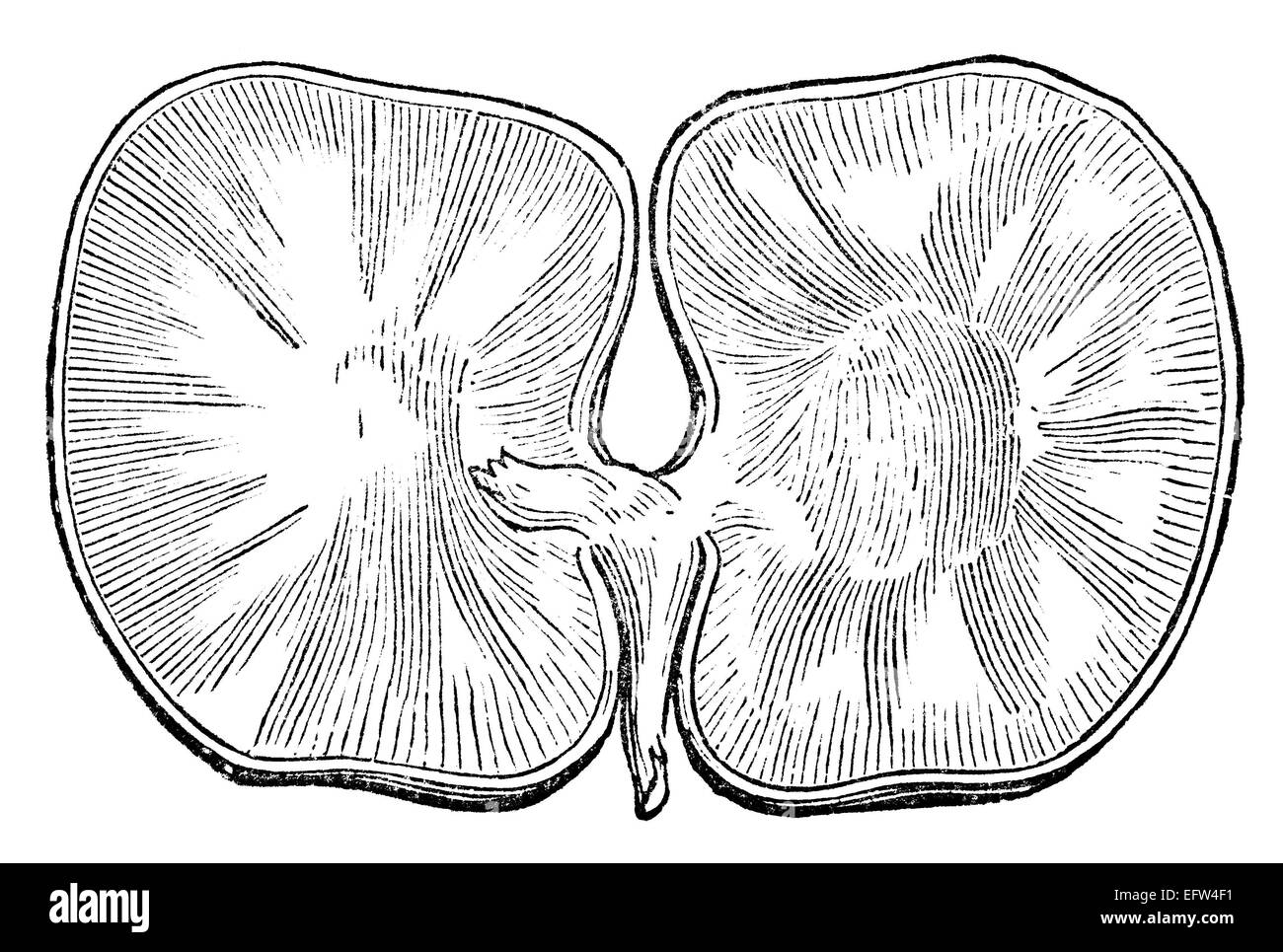 Victorian engraving of a disected plant seed. Digitally restored image from a mid-19th century Encyclopaedia. Stock Photo