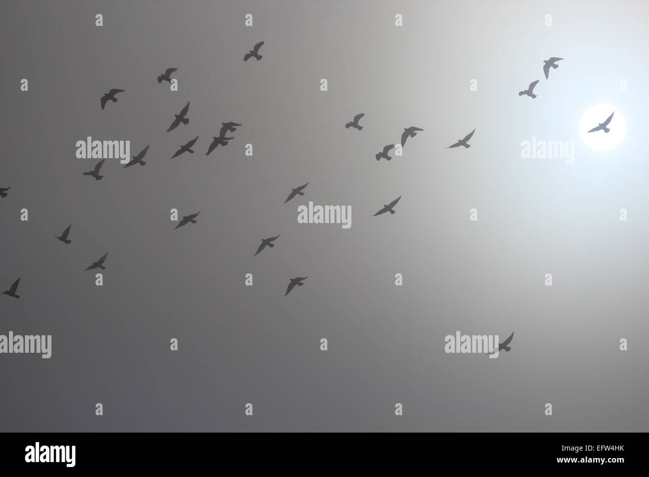 Flock of birds flying in the sky Stock Photo