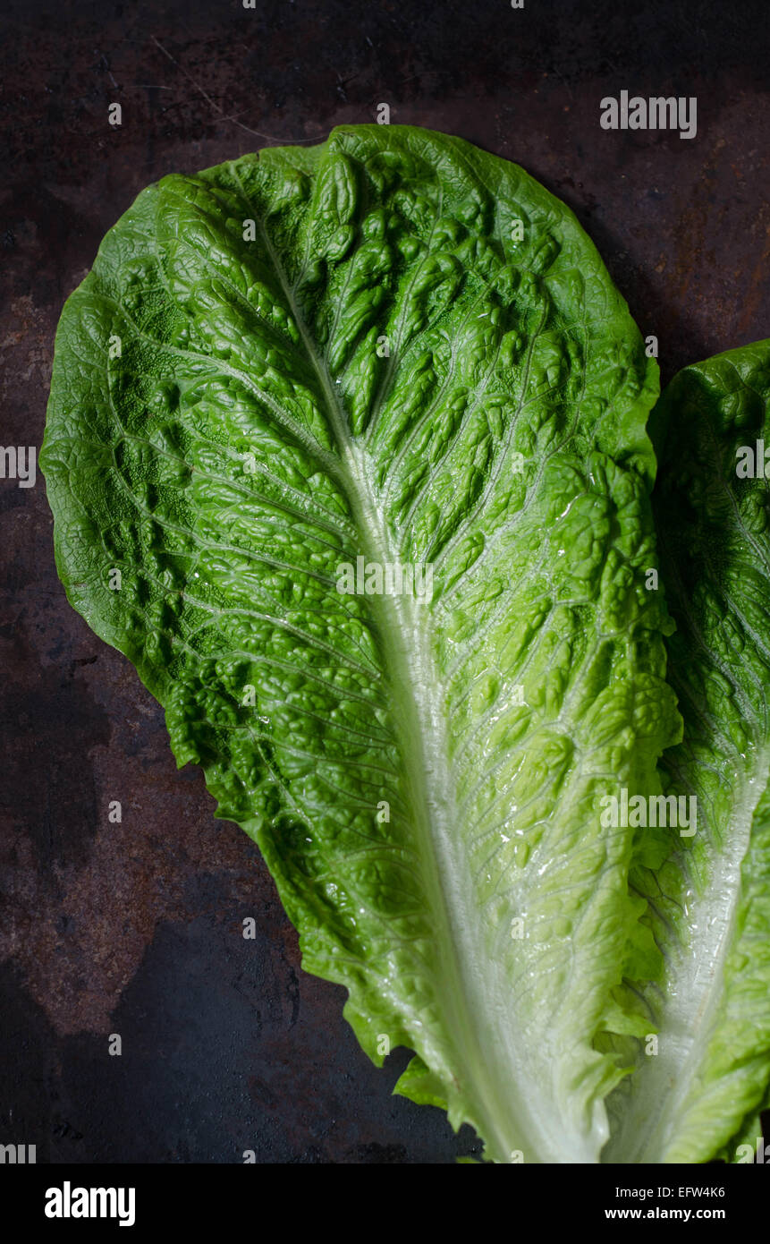 romaine lettuce leaves on a dark background Stock Photo Alamy