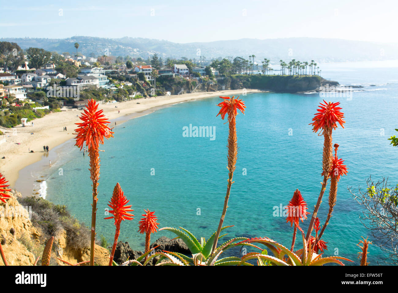 Bright orange Aloe Vera cactus blooms framed against a beautiful beach front cove with turquoise water in Laguna Beach Stock Photo