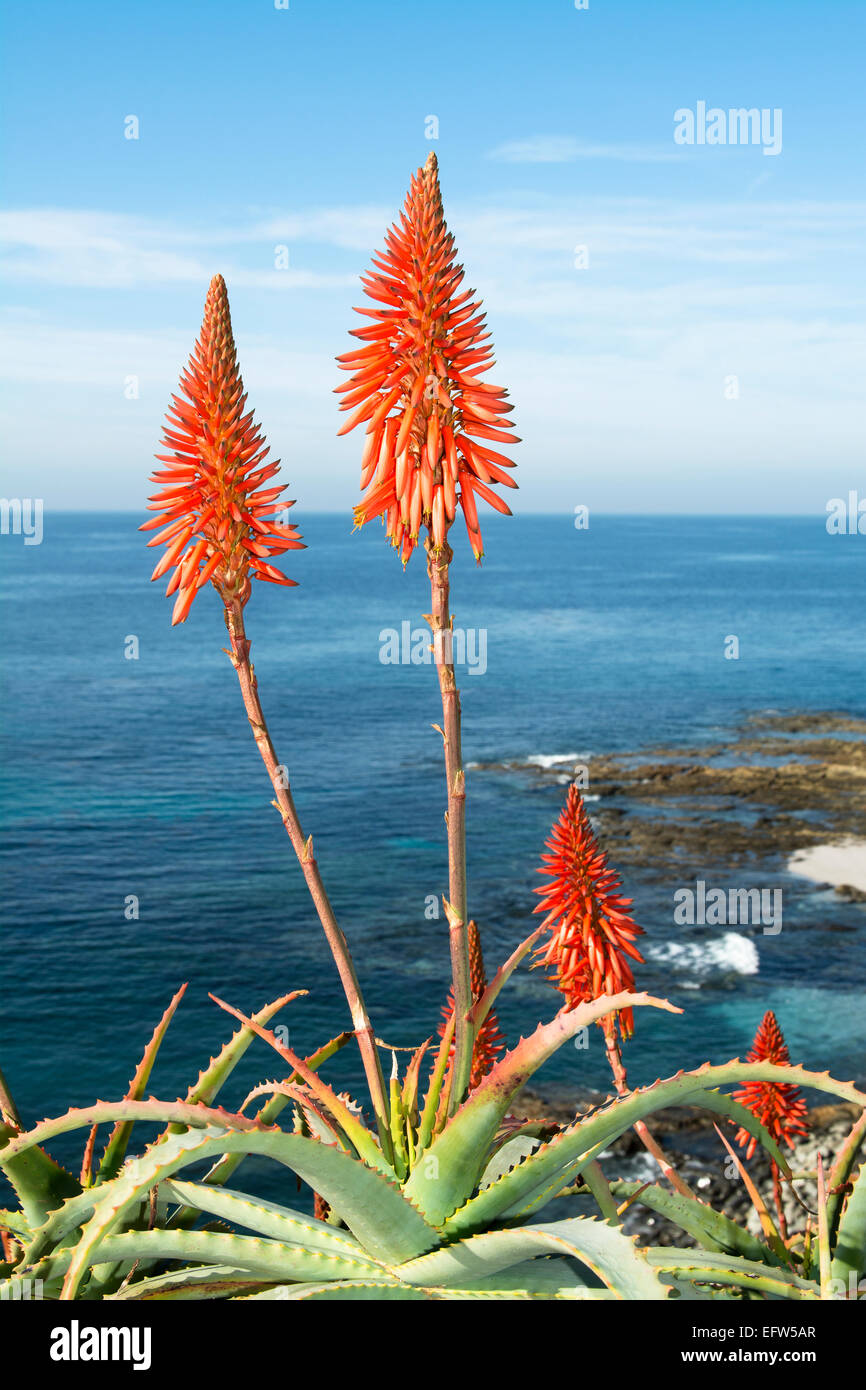 Beautiful Aloe Vera cactus plants and their bright orange blooms line the  vibrant coastline in Laguna Beach, California during a Stock Photo - Alamy