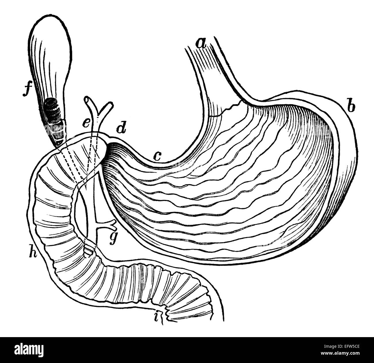 Victorian engraving of the human stomach. Digitally restored image from a mid-19th century Encyclopaedia. Stock Photo