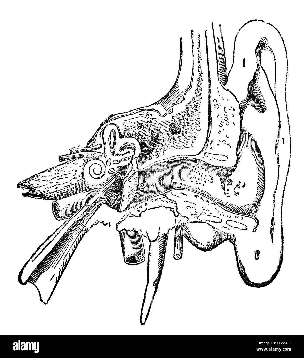 Victorian engraving of a human ear. Digitally restored image from a mid-19th century Encyclopaedia. Stock Photo