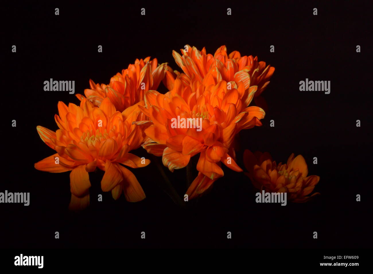 orange gerbras Stock Photo