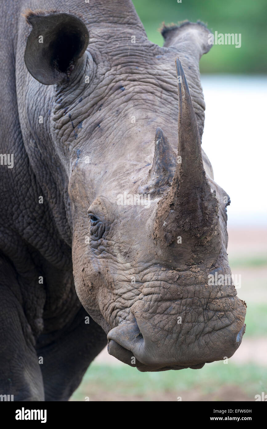 Portrait of a White rhinoceros (Ceratotherium simum), Hlane Royal National Park, Swaziland Stock Photo