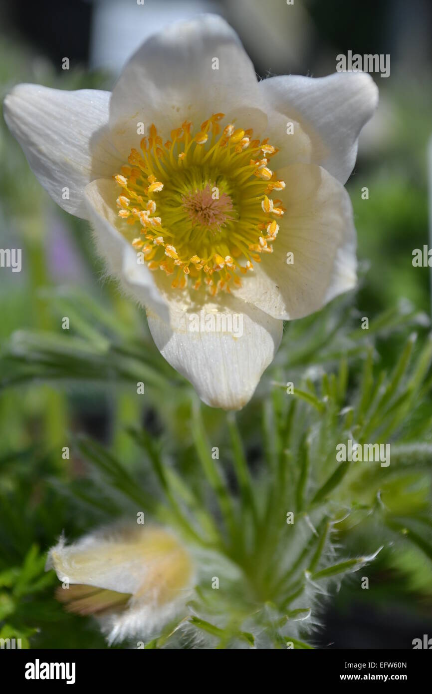 open flower, white and yellow, summer and spring, bright and bold, happy, and exciting, relaxing and calm Stock Photo