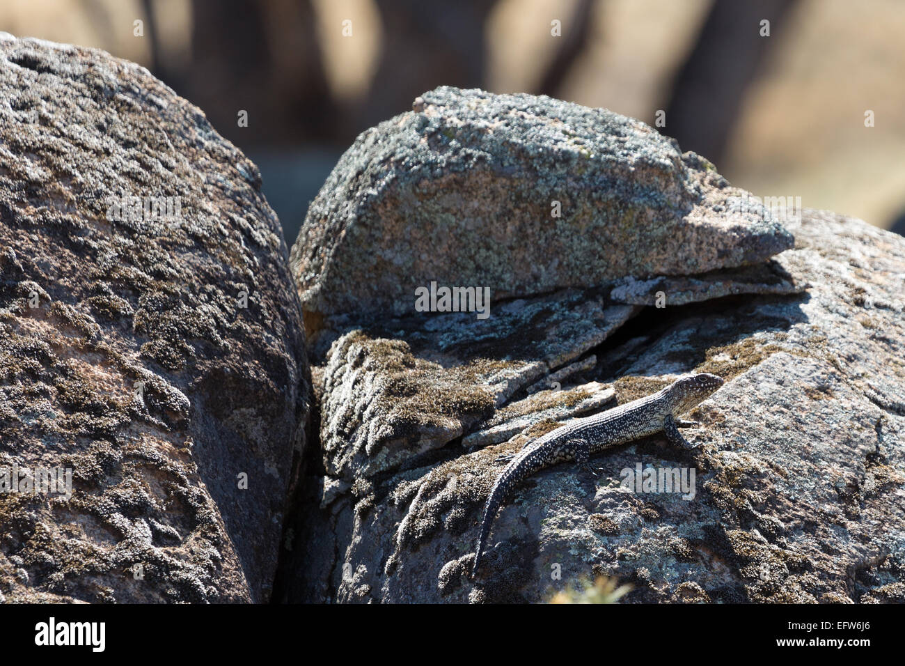 A photograph of a Cunningham's Skink on a granite boulder in central western NSW, Australia. Stock Photo
