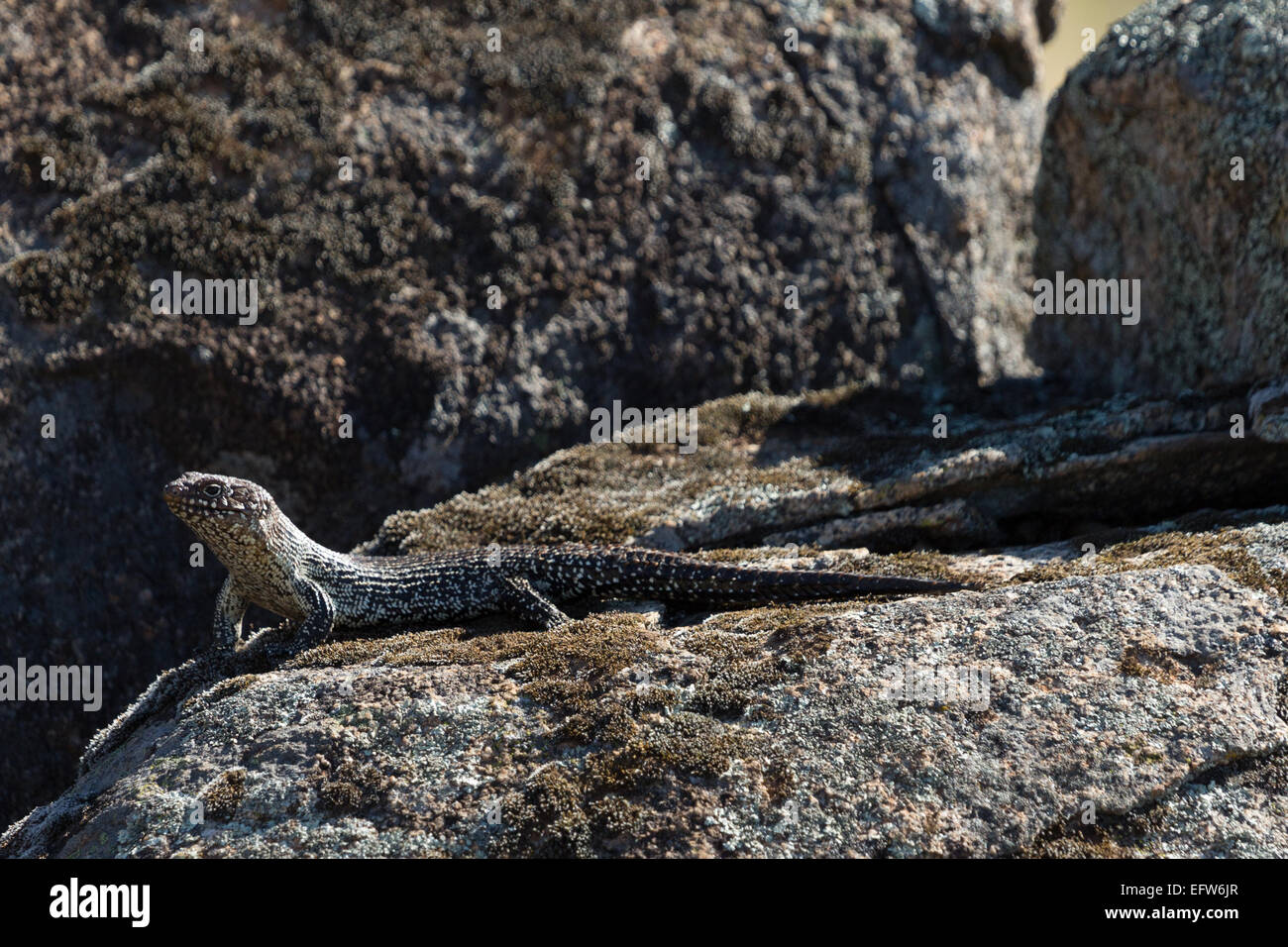 A photograph of a Cunningham's Skink on a granite boulder in central western NSW, Australia. Stock Photo
